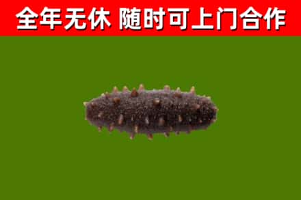魏都烟酒回收干海参.jpg